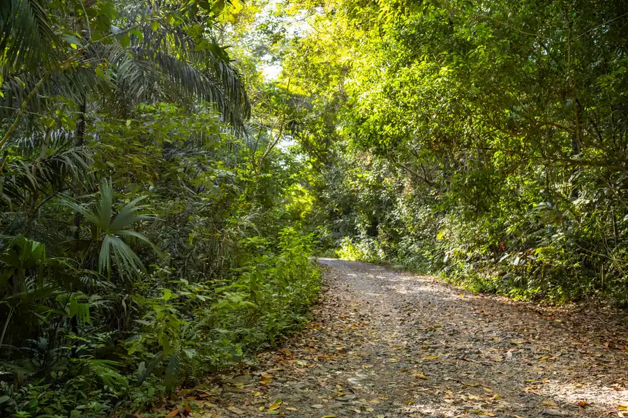 Gravel path through lush rainforest on Pipeline Road, Soberania National Park