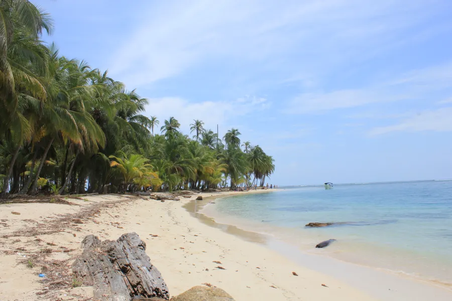 Palm trees leaning over a white sand beach on a Guna Yala island